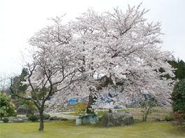 染井吉野（ソメイヨシノ）桜