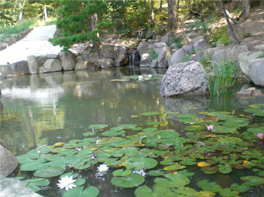 睡蓮（スイレン）の池